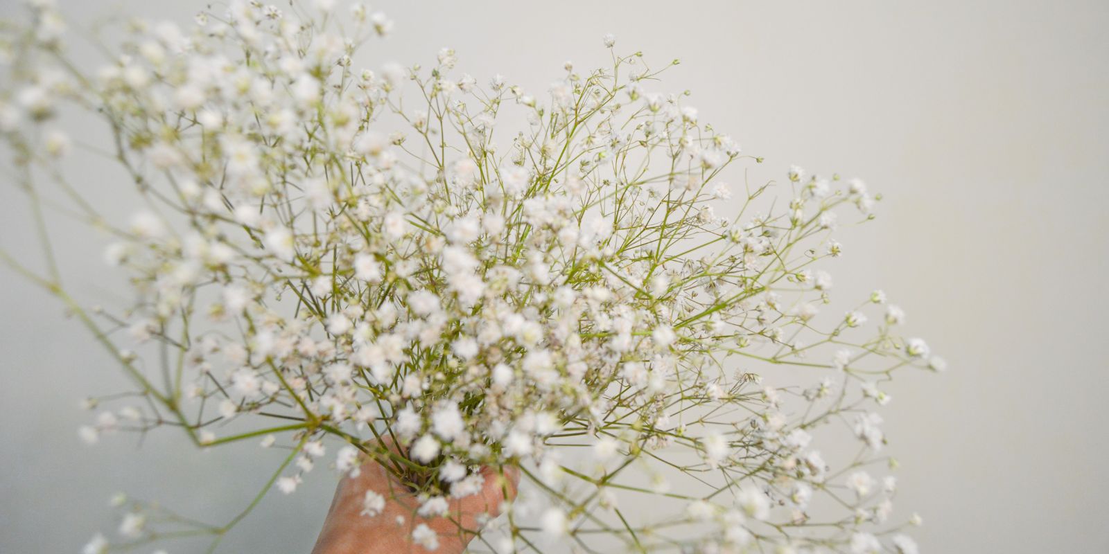 The Debate on Gypsophila: Love it or Hate it?