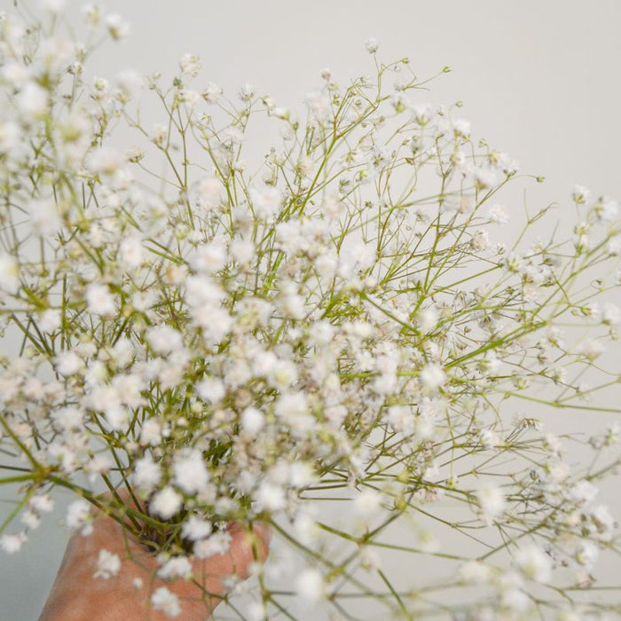 The Debate on Gypsophila: Love it or Hate it?