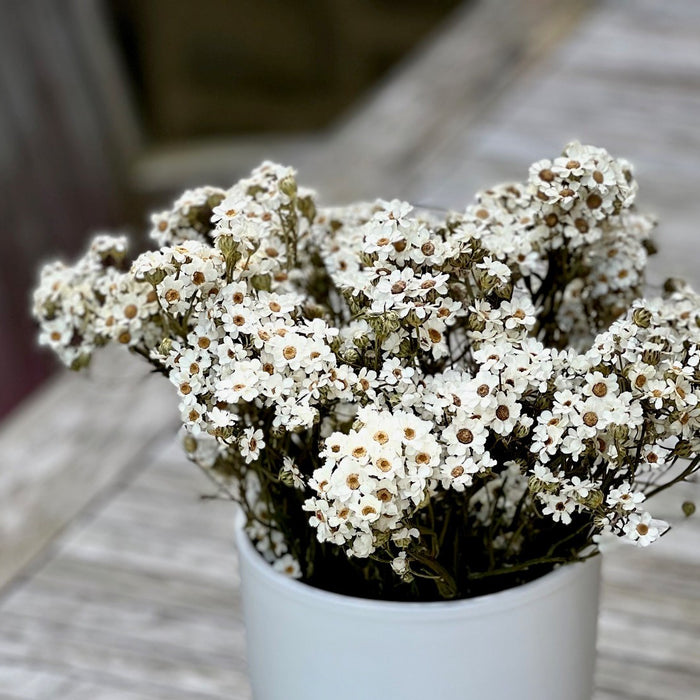 Explore the Elegance of Dried Daisies with Corsage Creations by Douthwaites