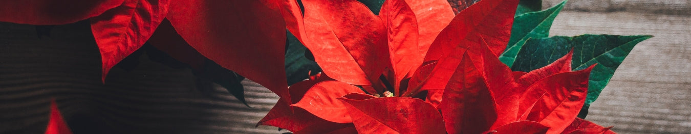 Christmas Floral