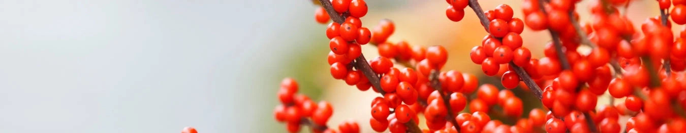 Berry Stems