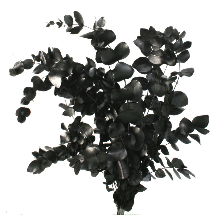 Preserved Spiral Eucalyptus - Black (150g per pack, 50-80cm tall)