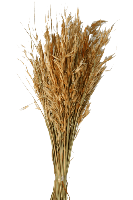 Avena Salvaje (Wild Oats) - Light Orange/Natural (80cm long, 200g per pk)