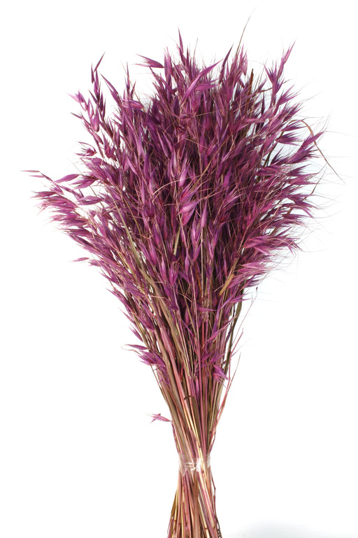 Avena Salvaje (Wild Oats) - Purple (80cm long, 200g per pk)