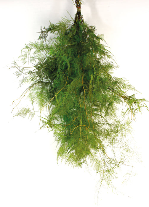 Preserved Asparagus Fern - Green (60cm long)