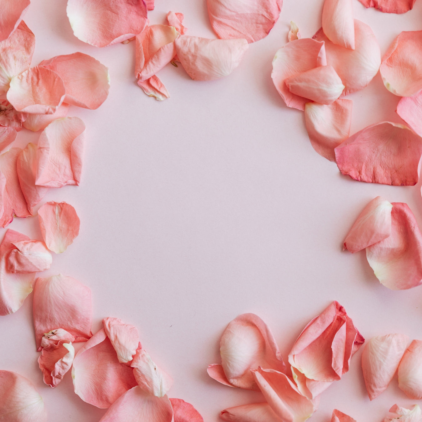 Rose Petals