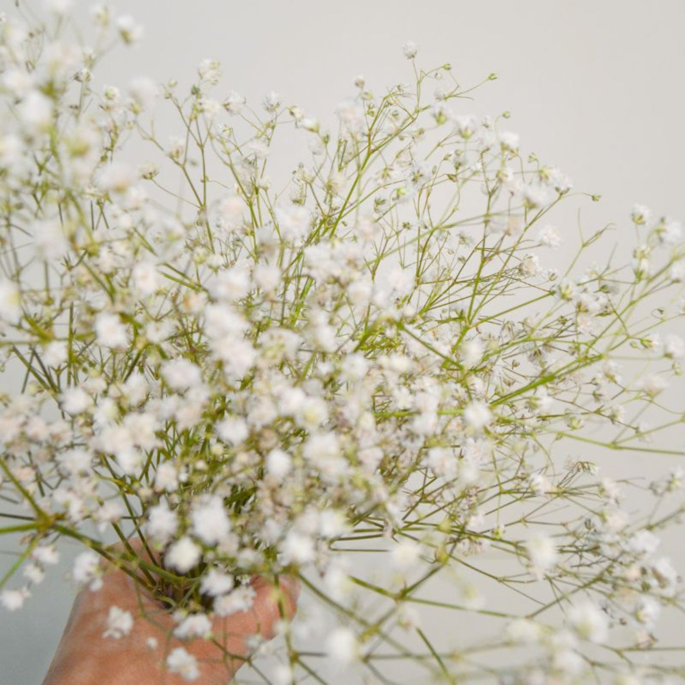 Dried & Preserved Flower Stems