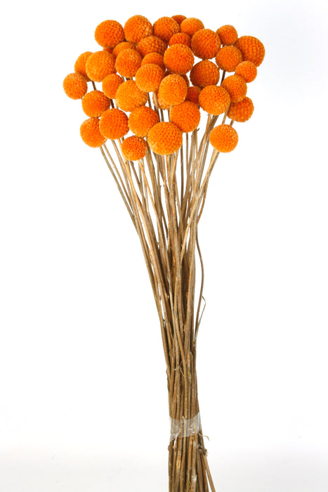 Preserved Craspedia - Dark Orange (50cm tall, 10pcs per pk)