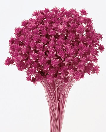 Dried deep pink Hill Flower stems, 80cm long, supplied in 200g wholesale pack