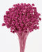 Dried deep pink Hill Flower stems, 80cm long, supplied in 200g wholesale pack