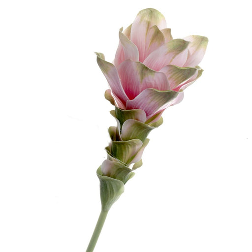 Curcuma - Light Pink (63cm long)