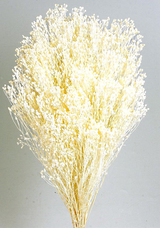 Preserved Broom Blooms - White (50cm tall, 100g)