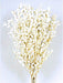Preserved Ruscus - White (70-80cm long, 100g)