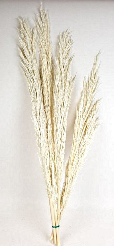 Cana Silvestre - White (approx. 90cm long, approx. 6pcs per pk)