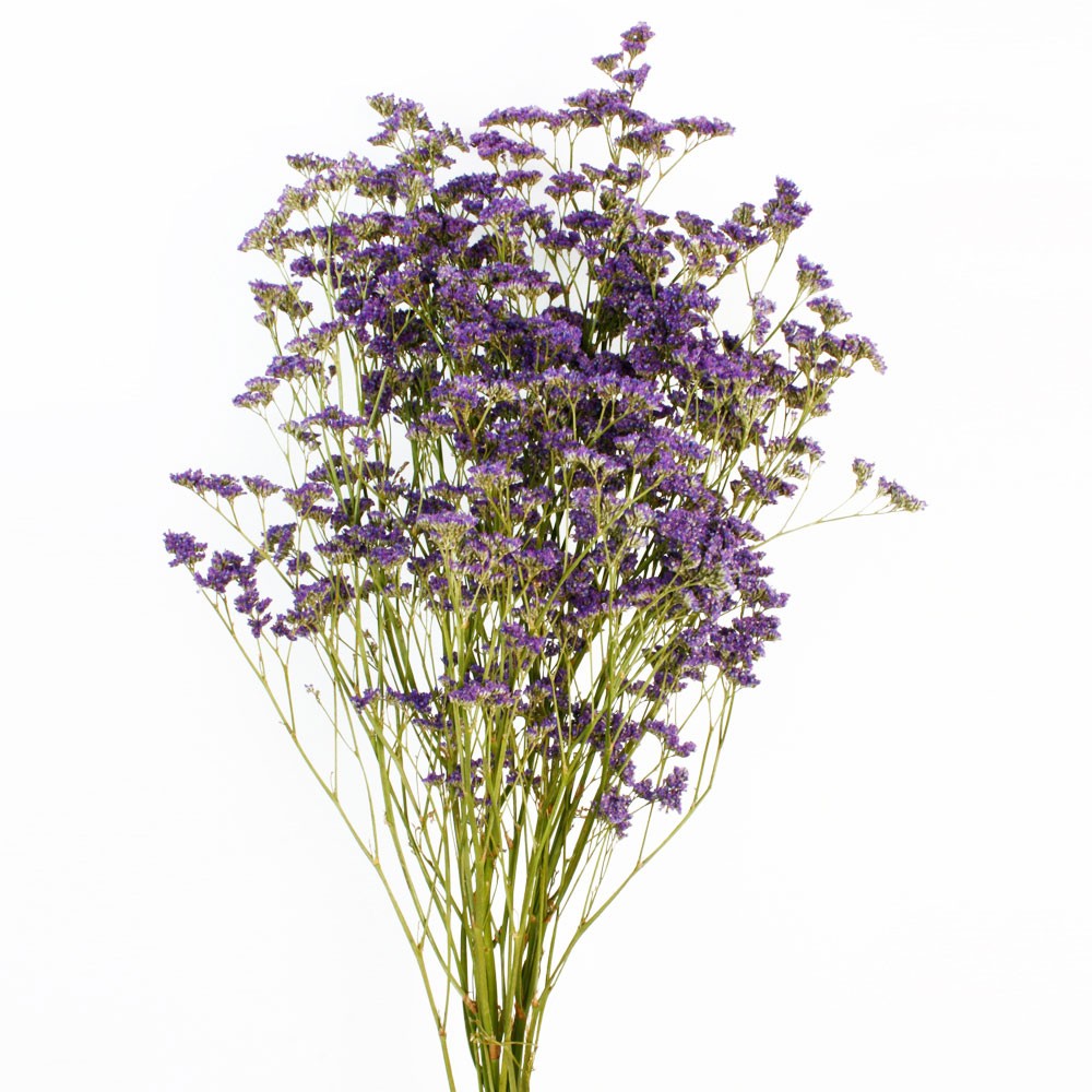 Limonium - Natural (60cm tall) — Corsage Creations
