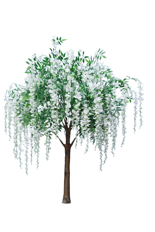 Wisteria Tree - White & Green (1.8m tall)