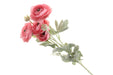 Mini Ranunculus Stem - Pink (6 heads, 67cm long)