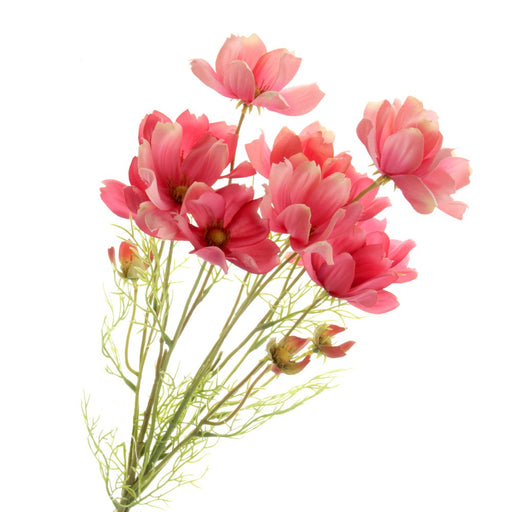 Coreopsis Bundle - Pink (3 stems, 62cm long)