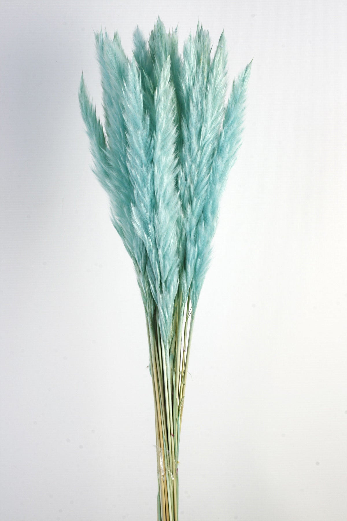 Pluma Decorativa - Turquoise (50/60cm long, approx. 20pcs per pk ...