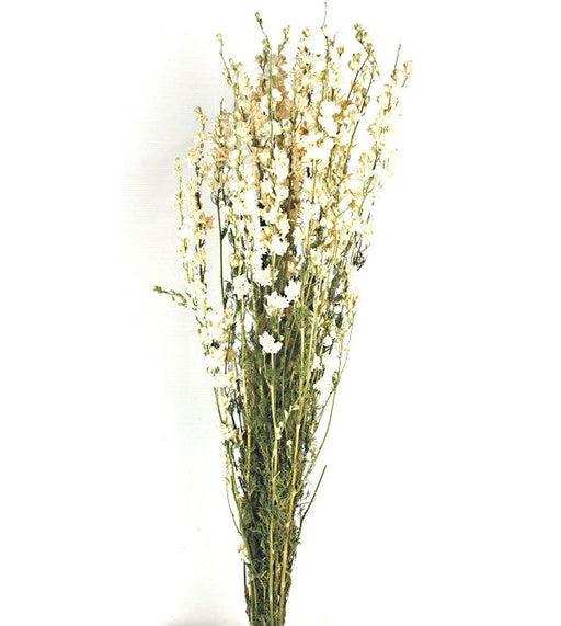 Dried Delphiniums - White (70cm tall)