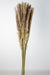 Pluma Decorativa - Natural (50/60cm long, approx. 20pcs per pk)