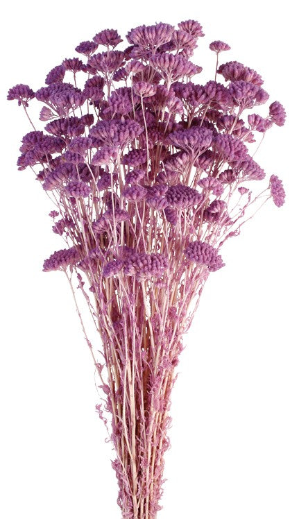 Achillea Silvestre - Lilac (60cm long, 150g per pk)