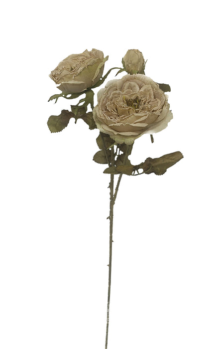 Dry Garden Rose Spray - Beige (2 heads, 1 bud. 59cm long)