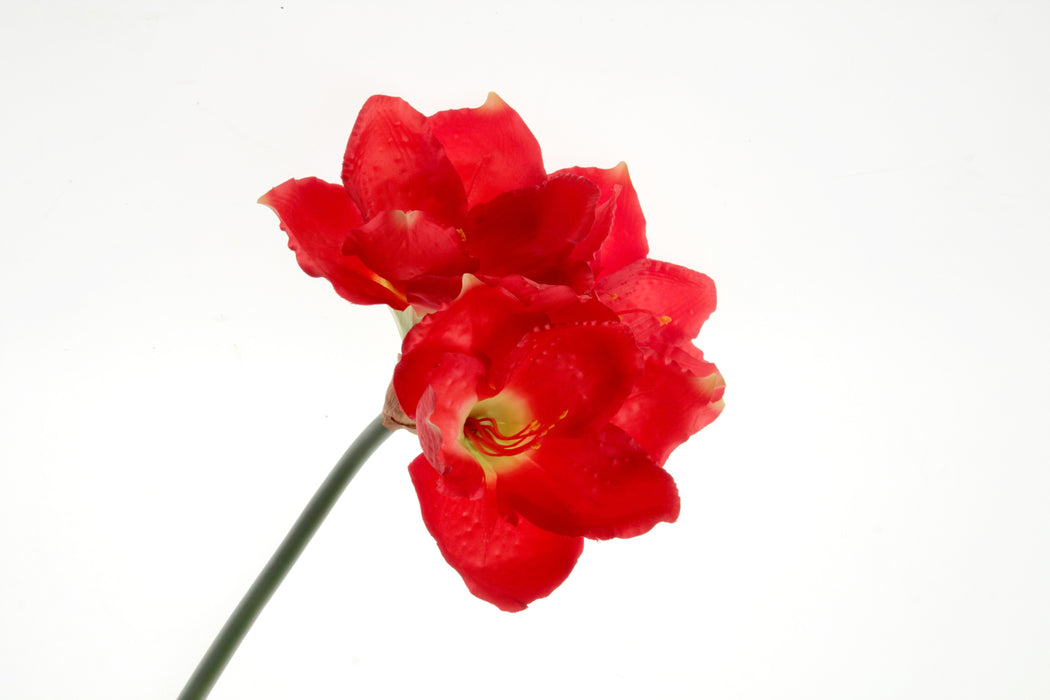 Large Amaryllis Stem - Red (3 heads, 75cm long)