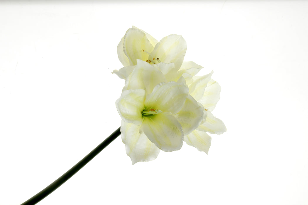 Large Amaryllis Stem - Ivory (3 heads, 75cm long)