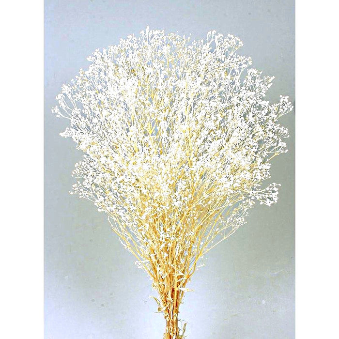 Preserved Gypsophila - Cream (100g per pack, 60cm long)