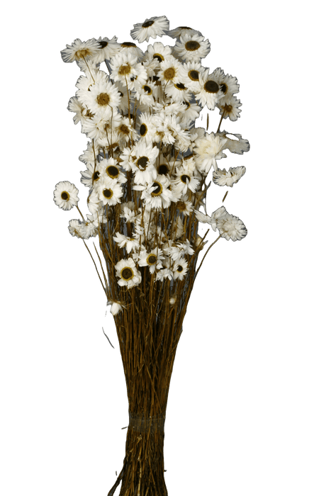 Dried Acroclinium - Natural/White (40cm long)