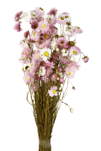 Dried Acroclinium - Light Pink (40cm long)