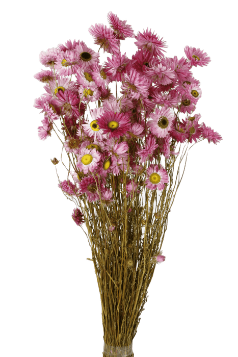 Dried Acroclinium - Pink Mix (40cm long)