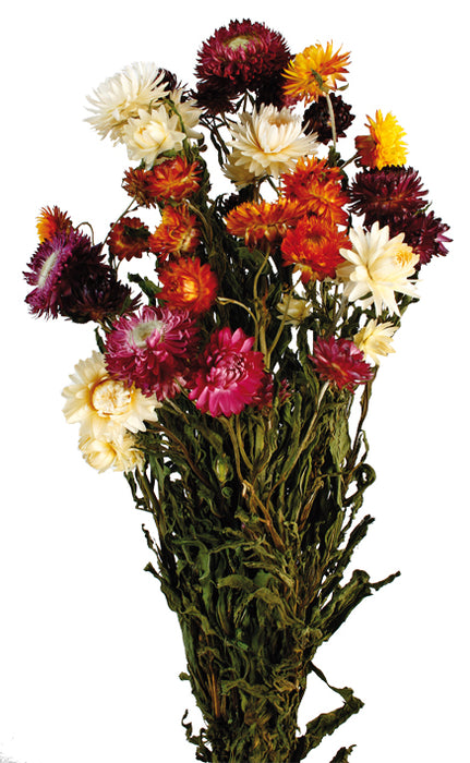 Helichrysum - Mixed Pink/Orange/Yellow/White (50cm tall)