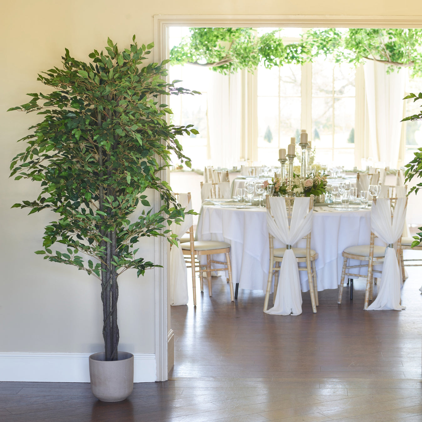 Trees & Large Plants