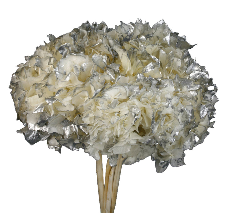 Preserved Hydrangeas - White with Silver (approx. 35cm long)