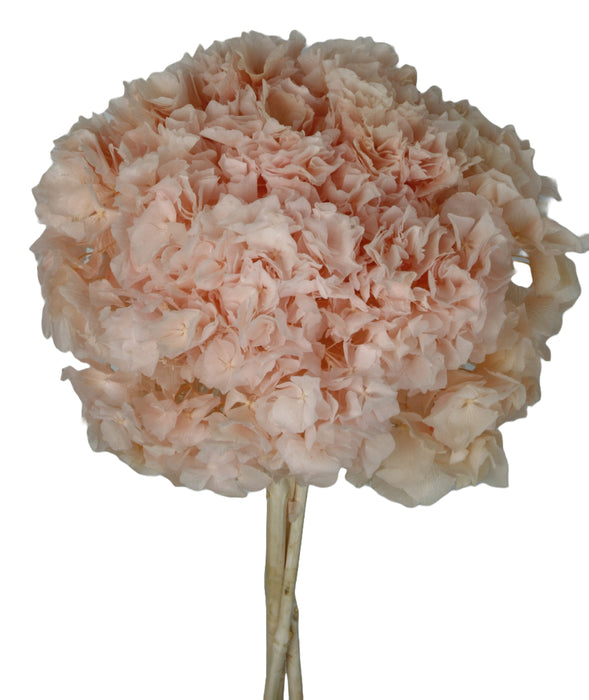 Preserved Hydrangeas - Pink (approx. 35cm long)