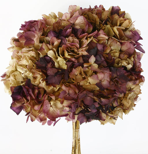 Preserved Hydrangeas - Natural/Burgundy (approx. 35cm long)