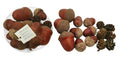Mixed Acorn and Pinecone Bag - Brown (9 Acorns and 6 Pinecones)