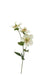 Artificial Helleborus Spray - Green/White (38cm long with 3 heads)