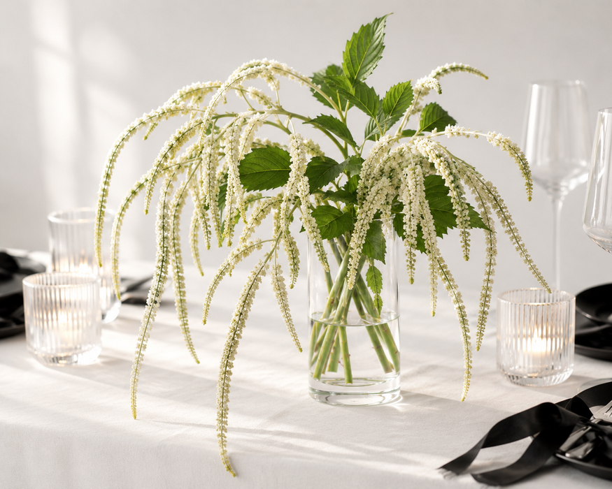 Amaranthus Spray - White (95cm long, 14 heads)
