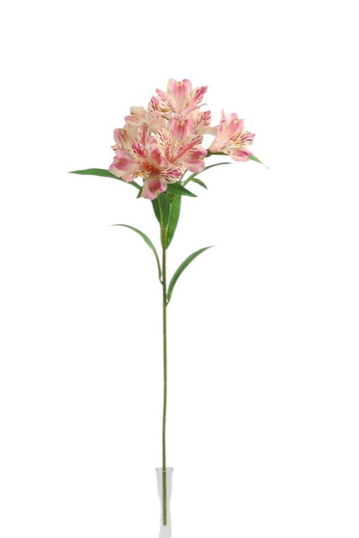 Alstromeria Spray - Pink (5 heads, 80cm long)