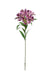 Alstromeria Spray - Purple (5 heads, 80cm long)