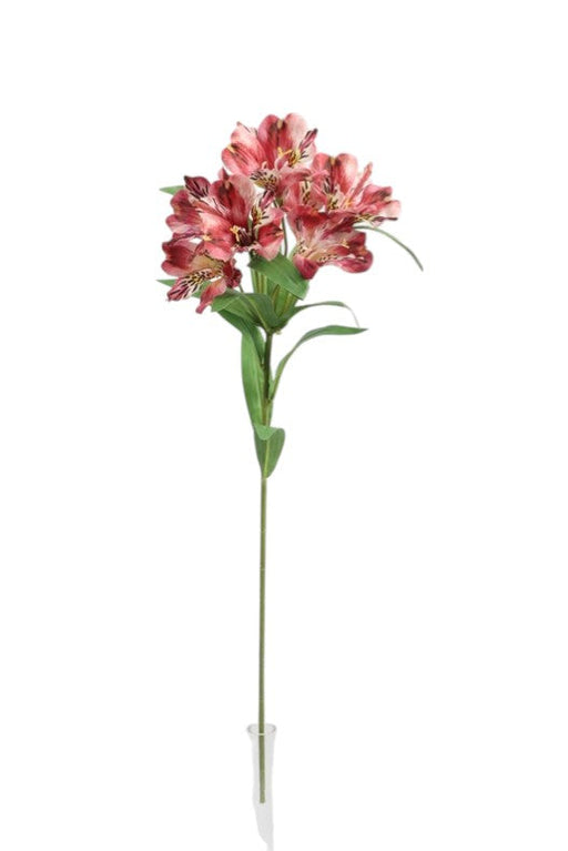 Alstromeria Spray - (5 heads, 80cm long)