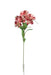 Alstromeria Spray - (5 heads, 80cm long)