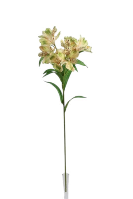Alstromeria Spray - Cream/Green (5 heads, 80cm long)