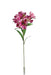 Alstromeria Spray - Cerise (5 heads, 80cm long)