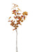 Beech Leaf Spray - Orange/Brown (145cm long)