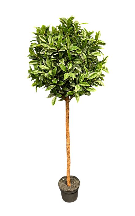 Artificial Bay Laurel Tree - Green (UV Protected, 150cm long)