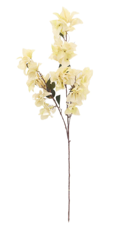 Dry Bougainvillea Spray - Cream (108cm long)